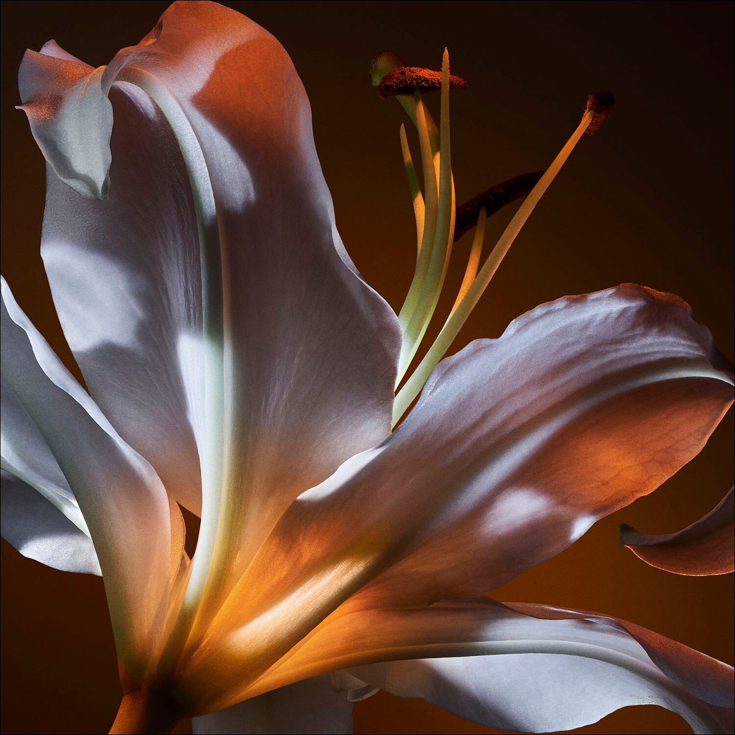 FRAGANCIA DE YVES SAINT LAURENT LIBRE EDP FLOWERS AND FLAMES